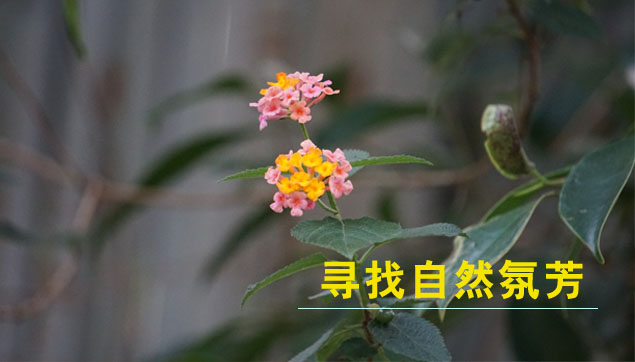 自然氛芳